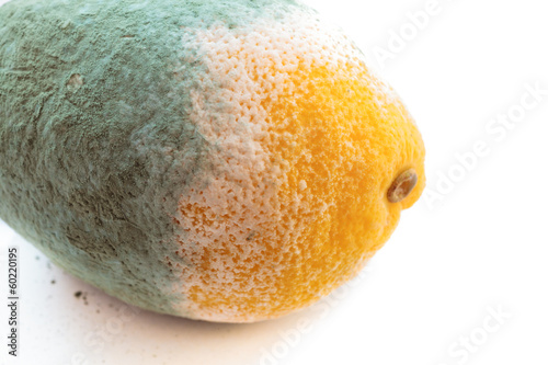 Green moldy lemon citrus fruit isolated. Damaged food. photo