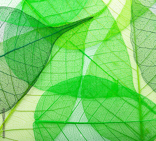 Macro green leaves background