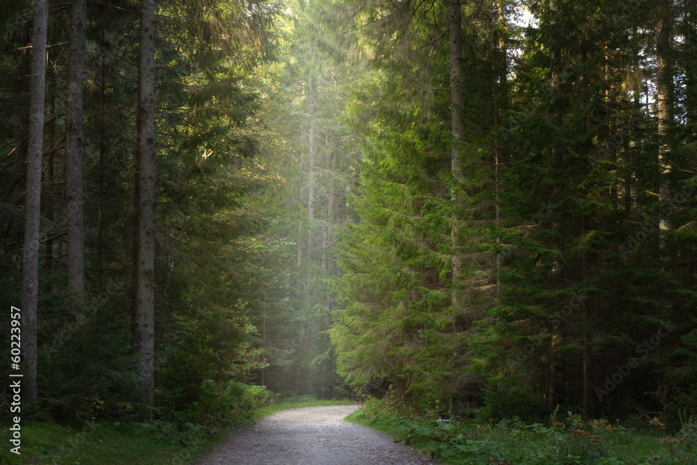 Dirt road through the pine tree forest Dirt road through the pine tree forest