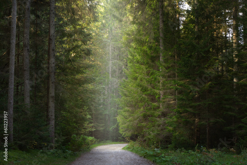 Fototapeta Naklejka Na Ścianę i Meble -  Dirt road through the pine tree forest