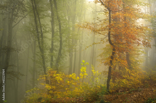 Foggy autumn forest with an orange tree