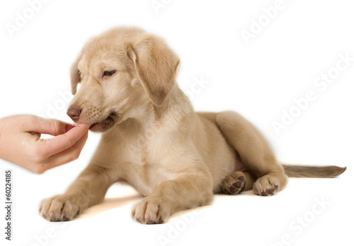 puppy feeding