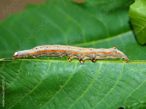 Caterpillar of the tropical butterfly, island Maktan, Philippine