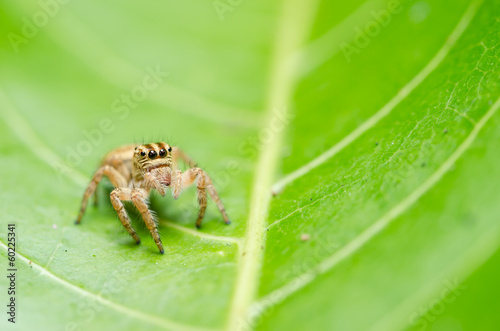 Spider in green nature background © sweetcrisis