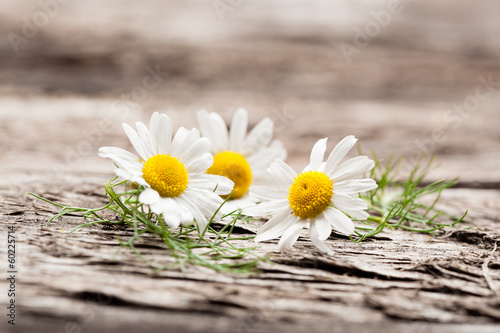 Organic chamomile flowers