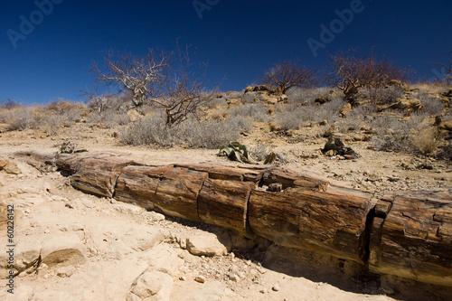 petrified forest