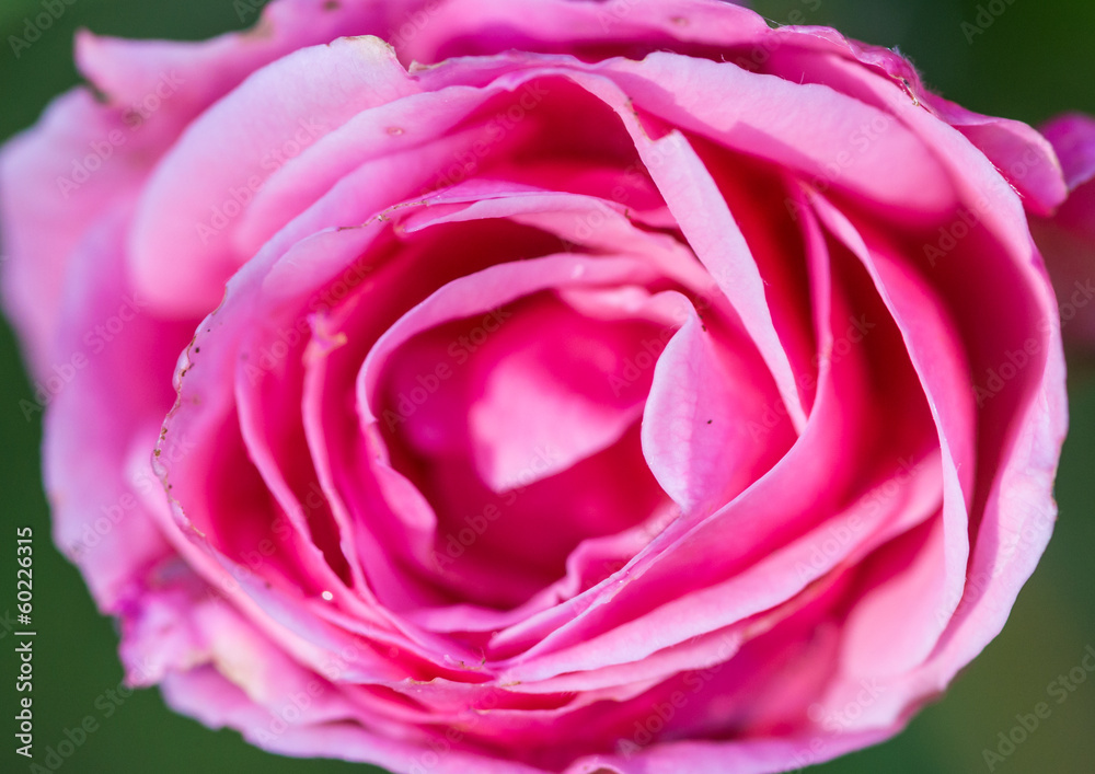 Pink Rose Pink Rose