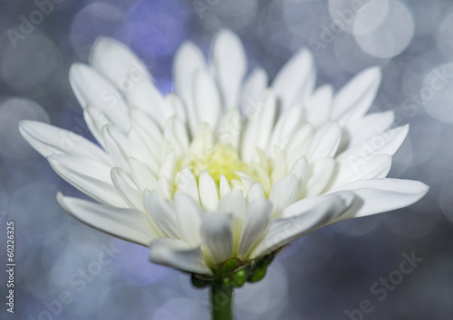 In The Bokeh Flower Garden