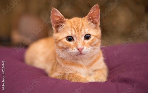Orange kitten lie on the bed