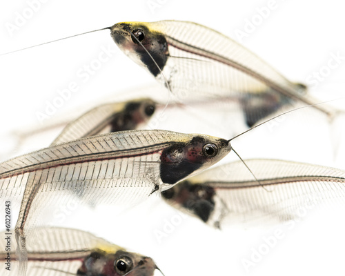 Close-up of a Ghost catfishes school, Kryptopterus minor photo