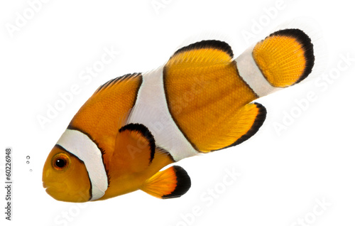 Ocellaris clownfish bubbling, Amphiprion ocellaris, isolated