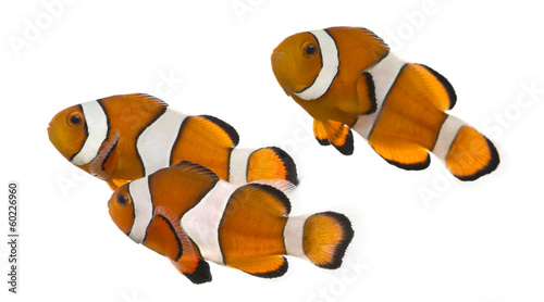 Canvastavla Group of Ocellaris clownfish, Amphiprion ocellaris, isolated