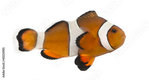 Ocellaris clownfish, Amphiprion ocellaris, isolated on white