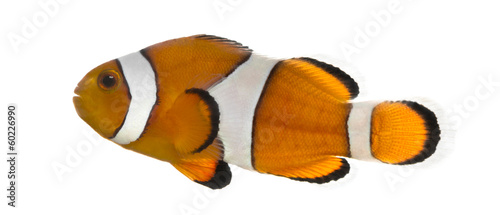 Ocellaris clownfish, Amphiprion ocellaris, isolated on white