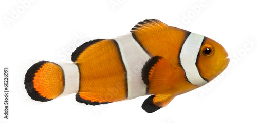Billede på lærred Side view of an Ocellaris clownfish, Amphiprion ocellaris