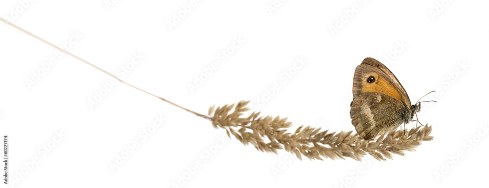 Obraz premium Side view of a Gatekeeper butterfly on a plant, Pyronia tithonus