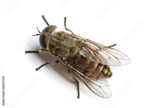 Horsefly viewed from up high, Tabanus, isolated on white © Eric Isselée
