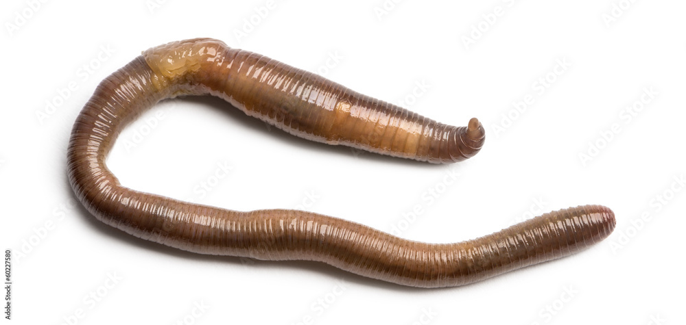 Common earthworm viewed from up high, Lumbricus terrestris Common earthworm viewed from up high, Lumbricus terrestris