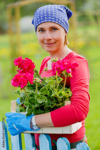 Obraz na płótnie Gardening, planting - woman with geranium flowers