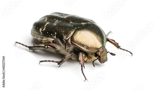 Rose chafer viewed from up high, Cetonia aurata, isolated