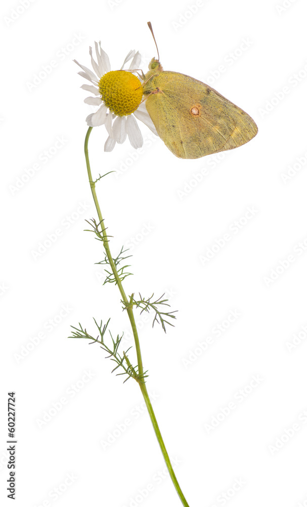 Naklejka premium Side view of a Clouded Sulphur landed on a daisy