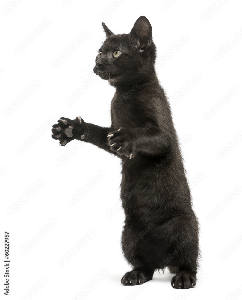 Black kitten standing on hind legs, playing, looking up Black kitten standing on hind legs, playing, looking up