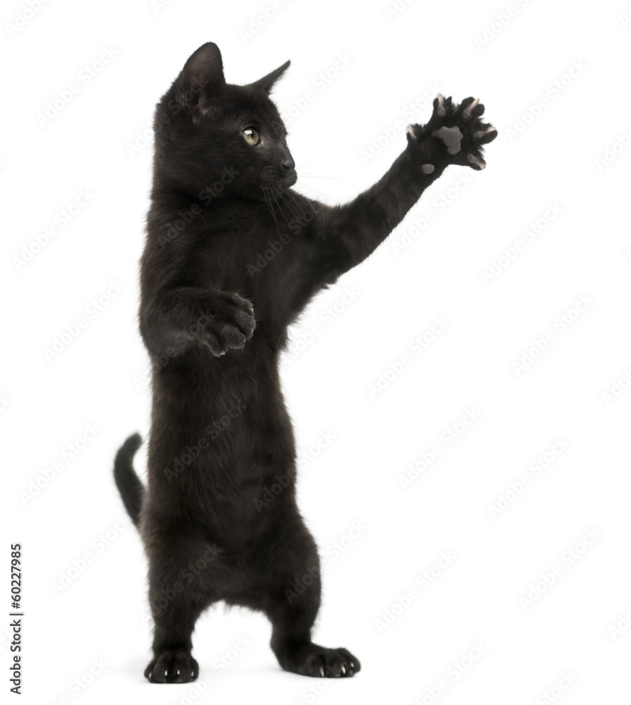 Obraz premium Black kitten standing on hind legs, pawing up, 2 months old