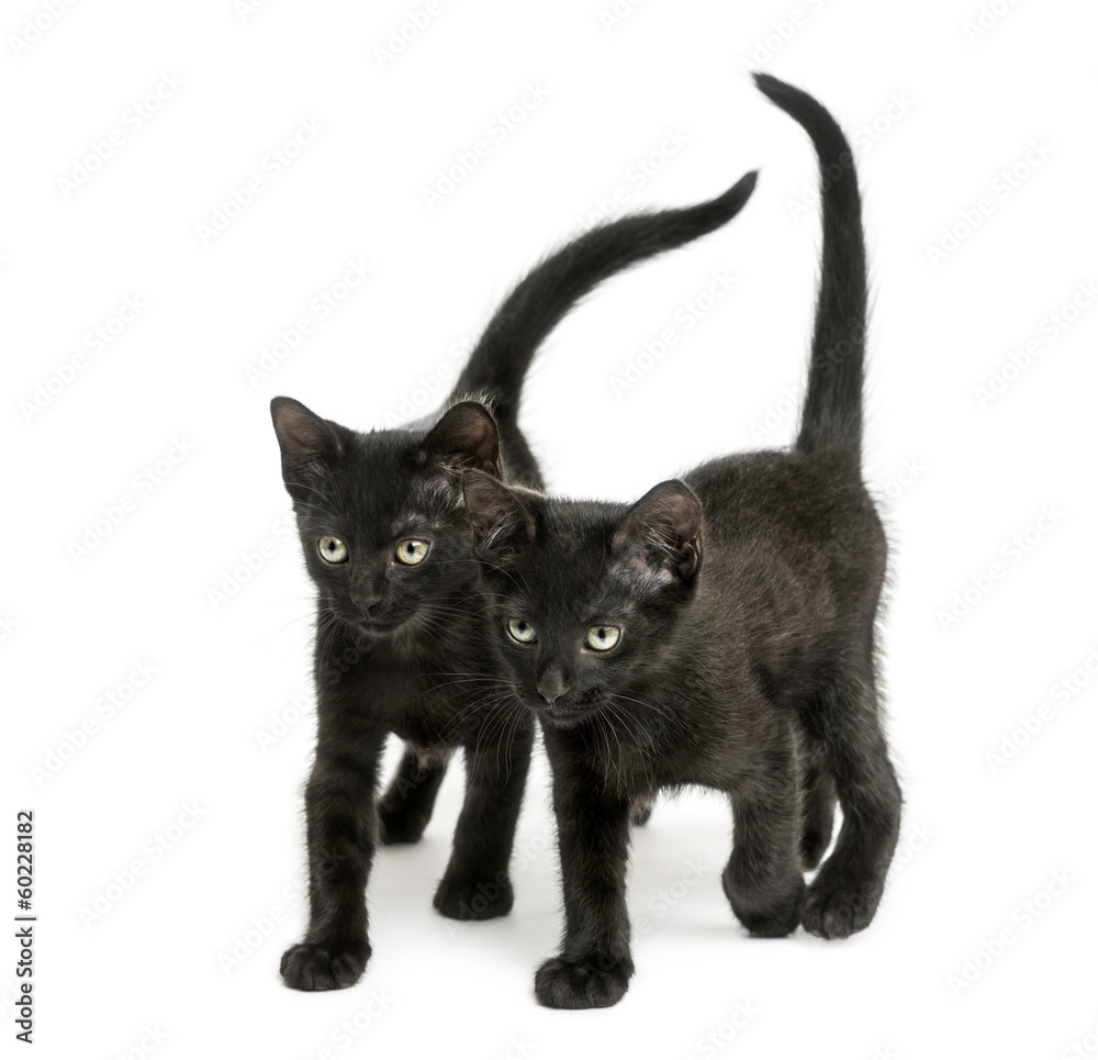 Two Black kittens walking the same direction, 2 months old
