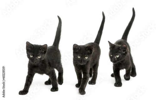 Fototapeta Naklejka Na Ścianę i Meble -  Group of Black kitten walking in the same direction