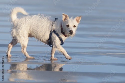 dog on beach