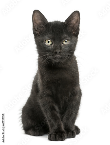 Black kitten sitting, looking at the camera, 2 months old
