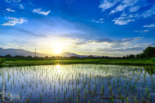 Young rice field with mountain sunset background