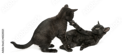 Two Black kittens playing, 2 months old, isolated on white © Eric Isselée