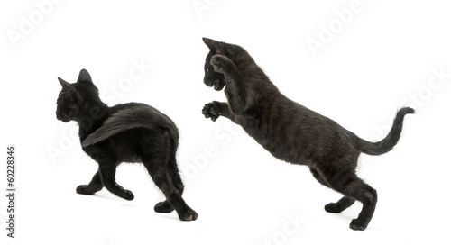 Two Black kittens playing  2 months old  isolated on white