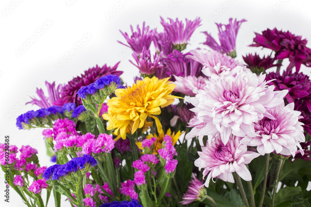 カラフルな菊とハナハマサジの花々 カラフルな菊とハナハマサジの花々