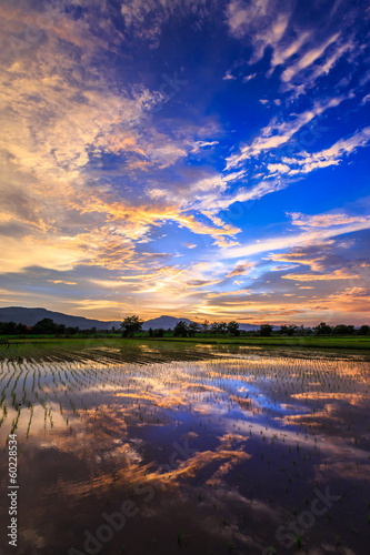 Obraz na plátně Young rice field against reflected sunset sky