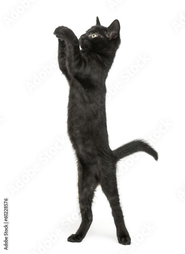 Black kitten standing on hind legs, reaching, pawing up