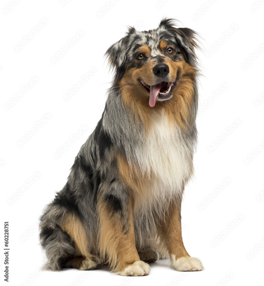 Australian shepherd blue merle, sitting, panting, 4 years old Australian shepherd blue merle, sitting, panting, 4 years old