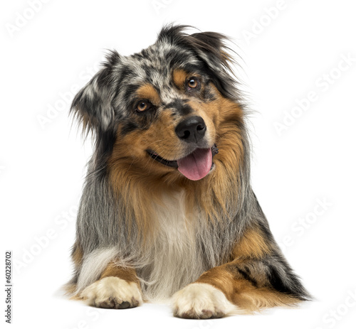 Australian shepherd blue merle, lying, panting, 4 years old