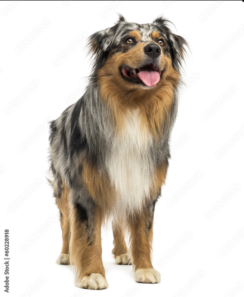 Australian shepherd blue merle standing, panting, looking up Australian shepherd blue merle standing, panting, looking up