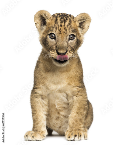 Lion cub sitting, licking, 7 weeks old, isolated on white
