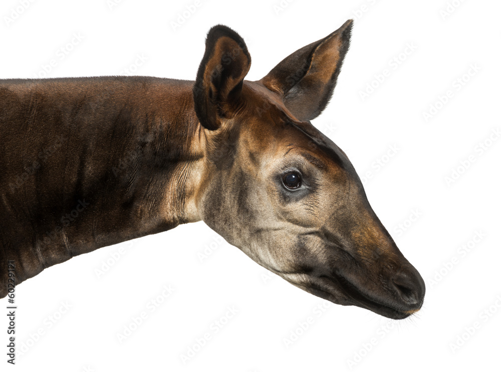 Fototapeta premium Close-up of an Okapi profile, Okapia johnstoni, isolated