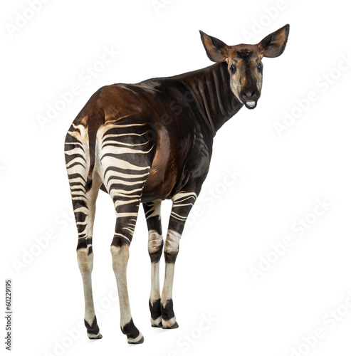 Rear view of an Okapi, looking back and mooing, Okapia johnstoni photo