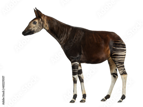 Side view of an Okapi standing, Okapia johnstoni, isolated