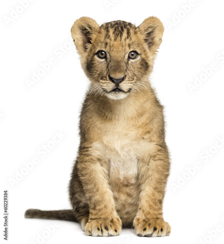 Fotografia Lion cub sitting, looking at the camera, 10 weeks old, isolated