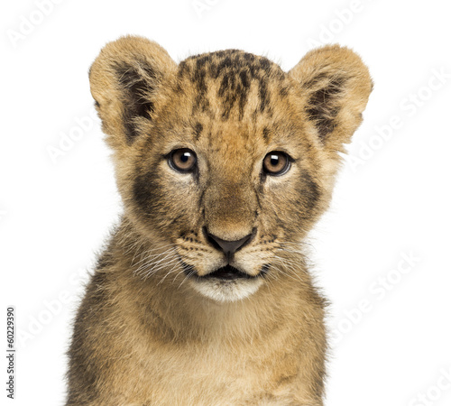 Close-up of a Lion cub looking at the camera  10 weeks old