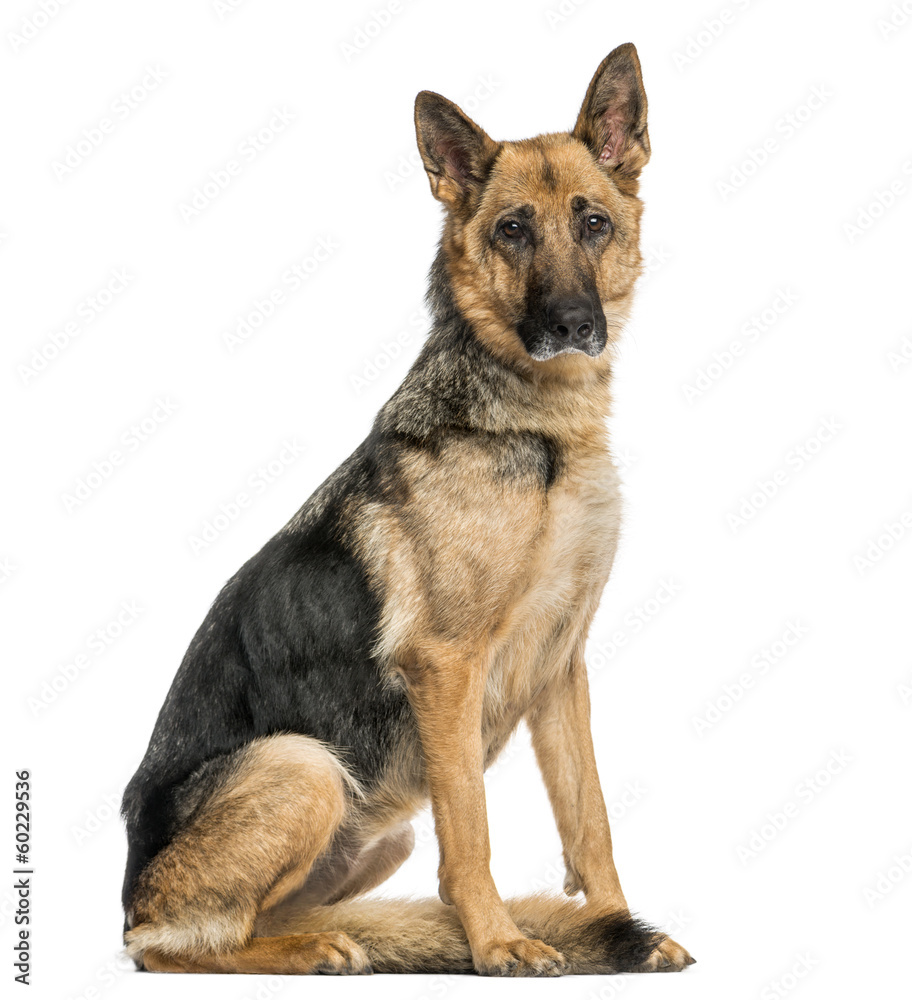 Old skinny German Shepherd dog sitting, looking at the camera