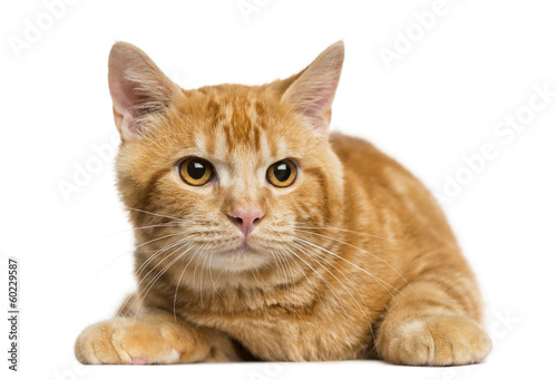 Fototapeta Naklejka Na Ścianę i Meble -  Front view of a Mixed-breed ginger cat looking away