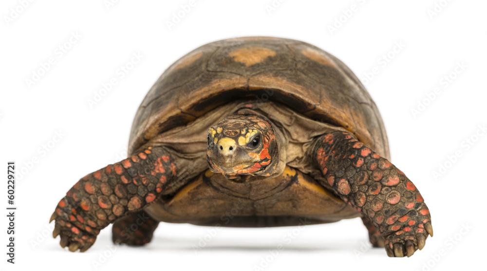Fototapeta premium Front view of a Red-footed tortoise, Chelonoidis carbonaria