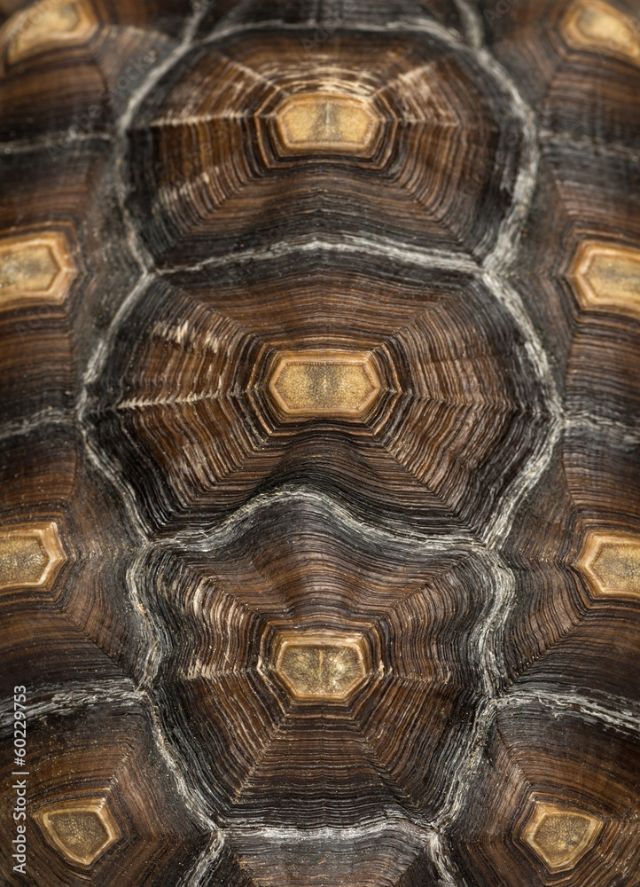 Naklejka premium Close-up of an African Spurred Tortoise's carapace